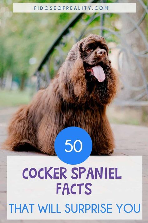 50 Cocker Spaniel Facts You Probably Don’t Know - Fidose of Reality Cocker Spaniel Haircut, Chocolate Cocker Spaniel, Show Cocker Spaniel, Blue Roan Cocker Spaniel, Cocker Spaniel Rescue, Cocker Spaniel Breeds, Lure Coursing, Spaniel Breeds, Dogs Stuff