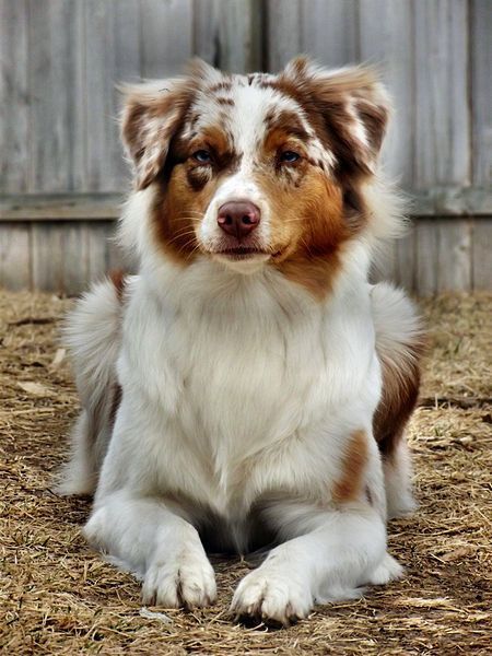 Red Merle Australian Shepherd Australian Shepherd Colors, Red Merle Australian Shepherd, Ras Anjing, Merle Australian Shepherd, Aussie Shepherd, Australian Shepherd Puppy, Golden Retriever Mix, Aussie Puppies, Australian Shepherd Puppies