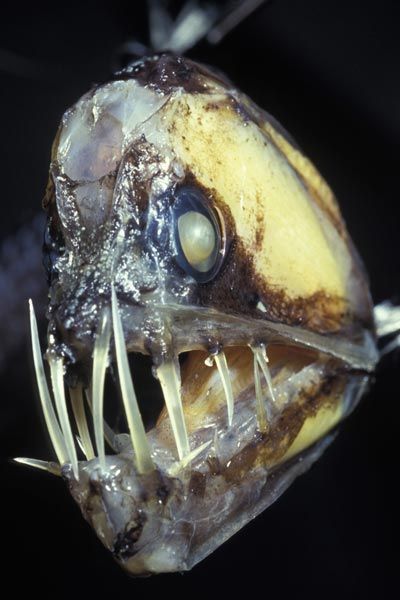 Sloane’s Viperfish This fish can be found as deep as 2500m! It holds the world record for the fish with the largest teeth relative to head size Viper Fish, Deep Sea Creature, Odd Creatures, Scary Fish, Deep Sea Animals, Deep Sea Life, Weird Sea Creatures, Interesting Creatures, Fauna Marina