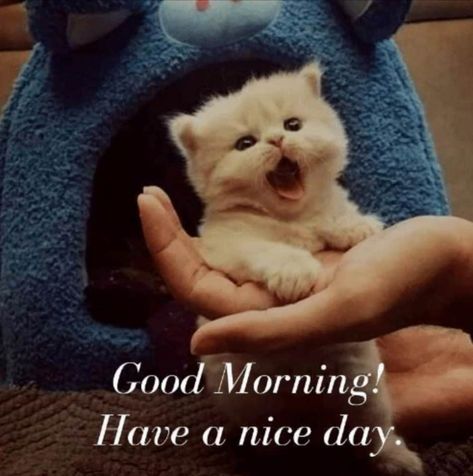 Reaction Pic Cat, Good Morning Cats, Gud Morning Images, Good Morning Wishes Friends, Good Morning Animals, Good Morning Cat, Latest Good Morning Images, Island Princess, Latest Good Morning