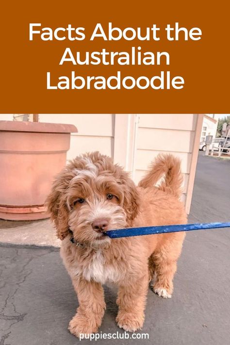 Facts-About-The-Australian-Labradoodle Australian Labradoodle Grooming, Labradoodle Haircut, Labradoodle Mini, Labradoodle Grooming, White Dog Breeds, Australian Labradoodle Puppies, Puppy Videos, Poodle Mix Dogs, Labradoodle Puppies