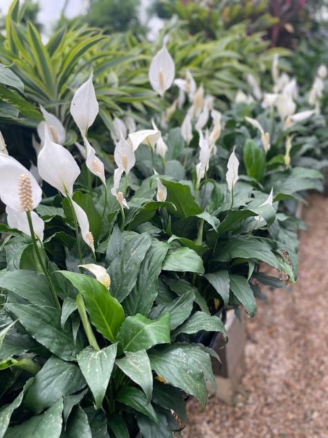 Peace Lilly Peace Lillies, Wedding 2025, Peace Lily, Floral Inspiration, Share Photos, Photo Sharing, To Share, Wedding Ideas, Sign Up