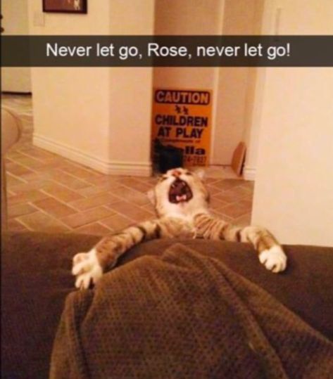 Titanic Funny, Funny Animal Clips, Funny Animal Fails, Animal Fails, Minion Jokes, Titanic Movie, Daily Funny, Funny Cat Pictures, Try Not To Laugh