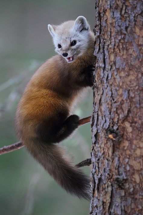 pine martin Pine Martin, American Marten, Pets Quotes, Pine Marten, Animal Species, Little Critter, Rodents, Animal Planet, Animal Photo