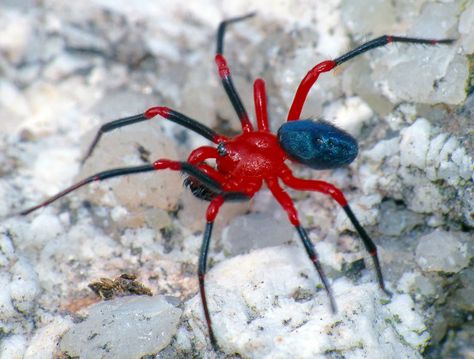 Red-and-black spider Ambicodamus species | Flickr - Photo Sharing! Spiders In Australia, Red And Black Spider, Arachnids Spiders, Black Spiders, Spider Species, Cool Insects, Cool Bugs, Jumping Spider, Beautiful Bugs