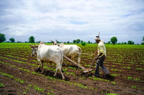 Indian farmer working green pigeon peas ... | Premium Photo #Freepik #photo #indian-farmer #farmer-farming #farmer-agriculture #indian-farm Indian Farming, Agriculture In India, Farmer Working, Indian Agriculture, Green Pigeon, Pigeon Peas, Agricultural Sector, Hd Images, Premium Photo