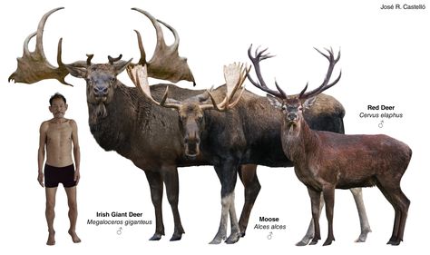 X Megaloceros Giganteus, Irish Elk, Deer Species, Outdoor Deco, Animal Science, Extinct Animals, Dinosaur Art, Prehistoric Animals, Antlers