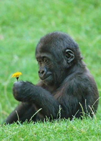 Baby gorilla picking dandelions - Imgur Baby Gorilla, Gorilla Gorilla, Baby Gorillas, Great Ape, Primates, Sweet Animals, Animal Planet, Animal Photo, Nature Animals