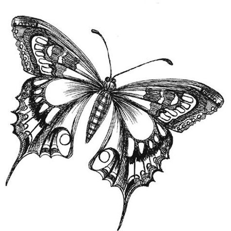 Beautiful black and white flower with imitation lace. Description from pinterest.com. I searched for this on bing.com/images Black And White Butterfly Drawing, White Butterfly Drawing, Butterfly Drawing Images, Easy Butterfly Drawing, Borboleta Tattoo, Butterfly Drawings, Black And White Butterfly, Butterfly Black And White, Butterfly Sketch