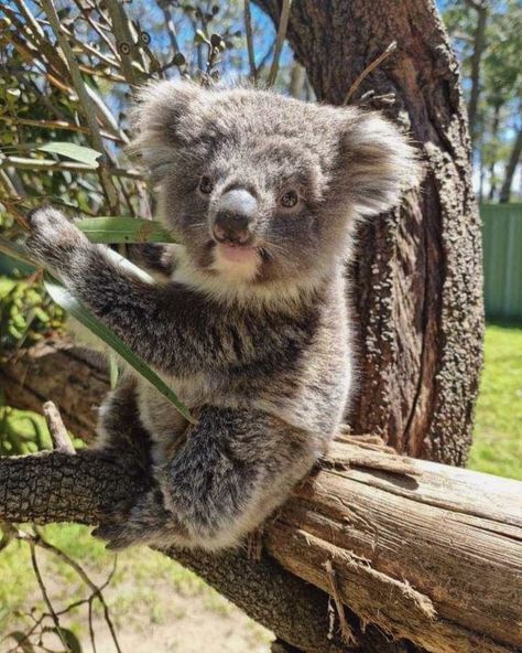 Exotic Animals, Koala Bear, Tag A Friend, Koala, Every Day, Australia, Animals