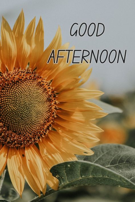 GOOD AFTERNOON Good Afternoon Fall Images, Happy Afternoon Quotes, Youre Welcome Images, Good Afternoon Images Beautiful, Good Afternoon Wishes, Midday Slump, Afternoon Messages, Good Afternoon Images, Evening Blessings