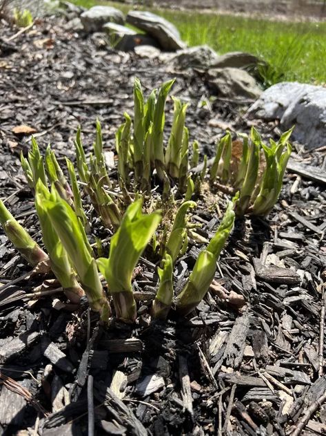 How to Split and Transplant Hosta Plants | Hometalk Splitting Hostas, Rock Wall Gardens, How To Split, Hosta Plants, Leafy Plants, Yard Care, Rock Wall, Side Yard, Propagating Plants