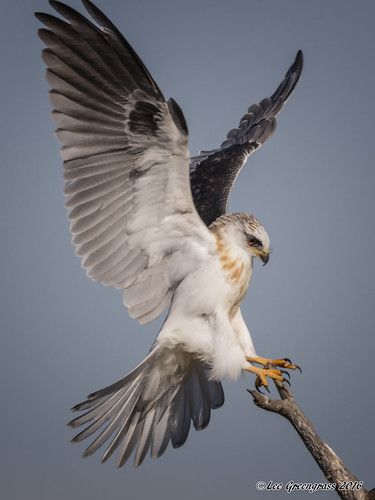 Hawk Anatomy, White Tailed Hawk, Hawk Reference, Bat Hawk, Hawk Photography, Falco Pellegrino, Cool Birds, Hawk Art, White Hawk