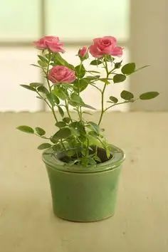 Indoor Roses, Rose Bush Care, Indoor Herbs, Witch's Cottage, Rose Plant Care, Miniature Roses, Miniature Rose, Tanaman Pot, Rose House