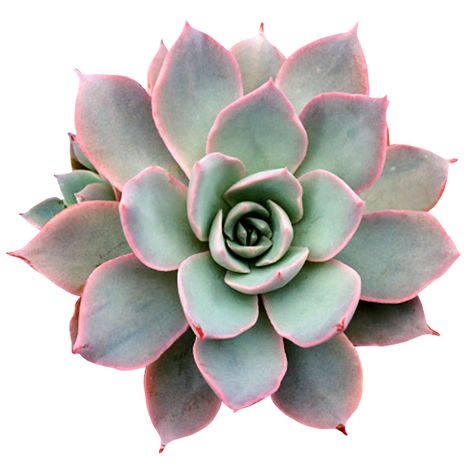 Painting Succulents, Succulents Types, Echeveria Types, Echeveria Afterglow, Succulents Care, Plant Witch, Succulent Landscape, Succulent Painting, Succulents For Sale