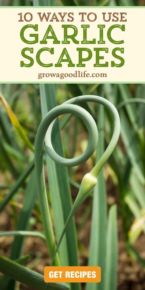 Using Garlic Scapes, What To Make With Garlic Scapes, Garlic Scapes Recipes Air Fryer, Harvesting Garlic Scapes, Garlic Scape Flower Recipes, Recipes That Use A Lot Of Garlic, How To Harvest Garlic Scapes, Garlic Scapes Butter, How To Preserve Garlic Scapes