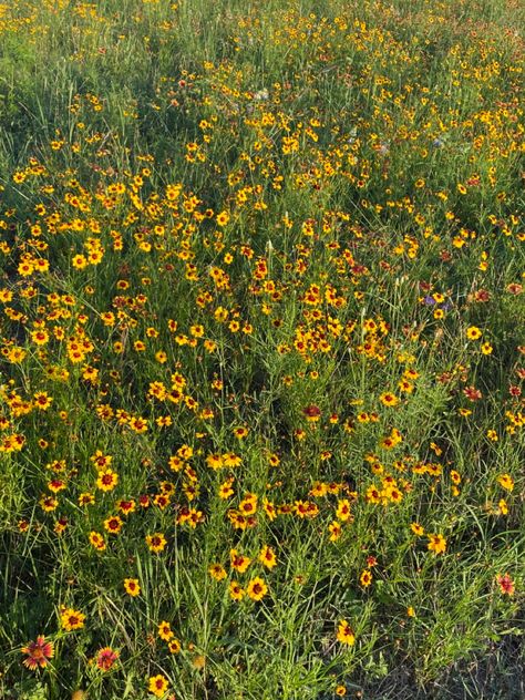 Summer, wildflowers, field of flowes, yellow flowers, vibrant, cottagecore, girly, girly tingz, spring Vibrant Cottagecore, Yellow Flower Field, Wildflowers Field, Summer Wildflowers, Yellow Field, Yellow Wildflowers, Ap Art, Yellow Flower, Flower Field