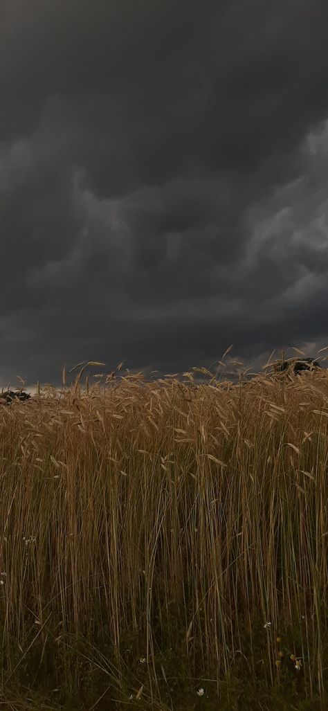 sky right before the storm in the countryside, dark clouds, cereal Stormy Weather, Dark Sky, Cloudy Sky, Storm Clouds, Sheep, Hairstyles, Pet, Animals