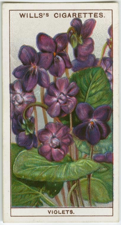 Sweet Violets, Antique Images, Tv Music, Seed Packets, Picture Cards, Music Games, New York Public Library, Vintage Labels, Vintage Ephemera