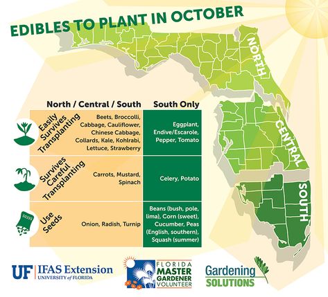 Small Vegetable Gardens, Backyard Garden Layout, Florida Gardening, Backyard Garden Landscape, Agricultural Science, Small Backyard Gardens, Easy Backyard, Large Backyard, Backyard Garden Design