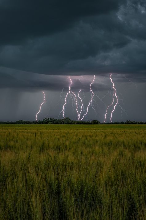 Multi strike - Several bolts of lightning are captured at once over a wheat field near Calmar, Alberta Lightning Storm Painting, Thunderstorm Pictures, Lightning Pictures, Lightning Aesthetic, Storm Aesthetic, Storm Photos, Lighting Storm, Lightning Images, Bolt Of Lightning