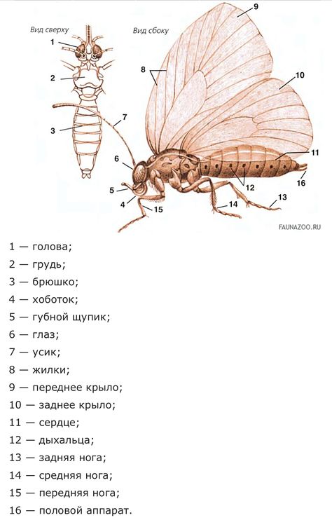 Butterfly Anatomy, Profile Drawing, Paper Butterfly, Drawing Lessons, Facial Expressions, Creative Inspiration, Anatomy, Butterflies, Facial