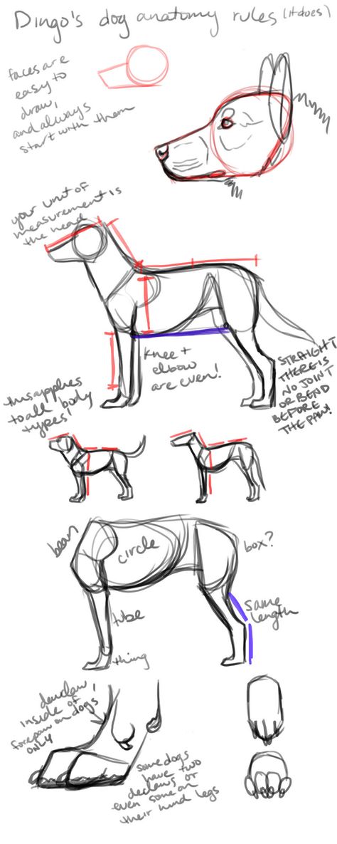 dingo's dog anatomy rules (it does) by DingoMutt on @DeviantArt Dog Drawing Tutorial, Dingo Dog, Draw Tutorial, Dog Anatomy, Dog Sketch, Anatomy Sketches, Animal Study, Canine Art, Drawing Studies