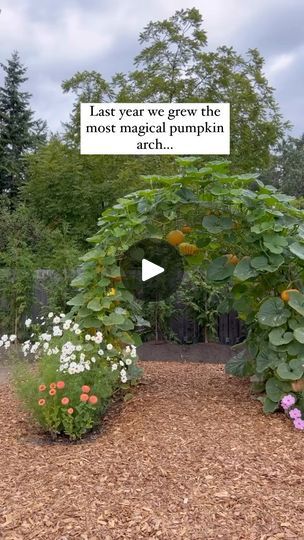 62K views · 11K reactions | It's going well friend!!

You can comment "arch" to get our FREE arch PDF to your DM's!

One side got eaten by bunnies or quail and I had to move two pumpkins over

One side has 3 pumpkins 
The other side has 5 pumpkin plants 

One side has a few beans growing as I was worried it wouldn't have pumpkins! 🙃

The left side will catch up and reach the top in August!

The pumpkins are forming!!!

Stay tuned for the @floretflower flowers in front that will bloom later this month for the final view of 2024!

Comment "arch" to get our FREE ARCH PDF to your inbox! Check your DM's!! 

#arch #pumpkinarch #pumpkins #growpumpkins #backyardgardening #gardeningisfun #growfood #growagardenyoulove | Tasha Medve | 🌿sustainable living | zuubamusic · no ID Pumpkin Arch Garden, Beans Growing, Pumpkin Arch, Pumpkin Plants, 3 Pumpkins, Planting Pumpkins, Growing Pumpkins, No Id, Growing Gardens