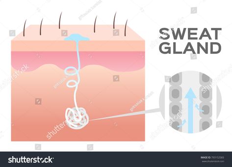 sweat gland vector \u002F skin #Ad , #sponsored, #gland#sweat#vector#skin Sweat Gland, Flyer Ideas, Business Flyer, Creative Business, Presentation, Royalty Free, Collage, Skin, Pins