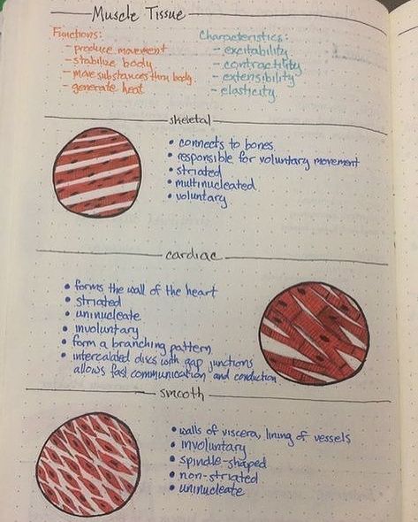 Medical Doctors and Students on Instagram: “The three types of muscle tissue are cardiac, smooth and skeletal. . . . . .…” Connective Tissue Anatomy Notes, Tissues Anatomy And Physiology, Tissues Of The Body Notes, Tissues Anatomy Notes, Tissue Notes Biology, Muscle Tissue Notes, Muscle Notes Anatomy, Biology Tissues Notes, Anatomy Tissue Notes