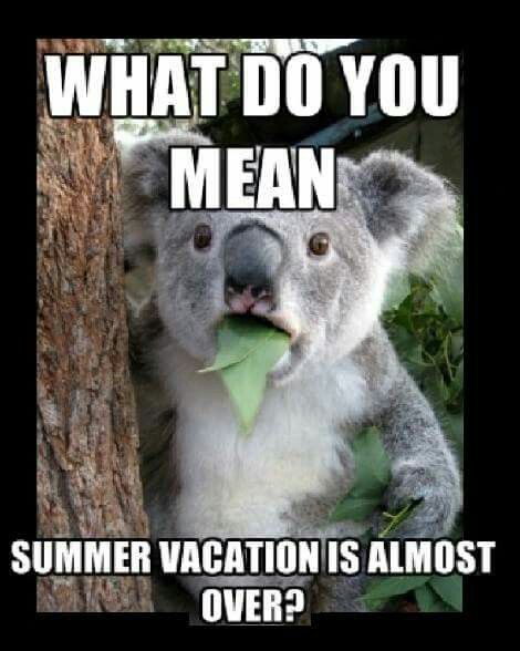 Summer vacation almost over. Work Anniversary Meme, Getting Old Meme, Koala Meme, Saturday Memes, Student Council Campaign, Lorenzo Lamas, Funny Koala, Koala Bears, When Your Best Friend