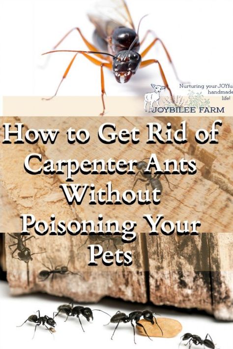 My Effective Step by Step Plan for dealing with carpenter ants in your home Ants In Kitchen, Get Rid Of Carpenter Ants, Kill Carpenter Ants, Ants In Garden, Wood Ants, Carpenter Ants, Ant Repellent, Ant Problem, Bedroom Pool