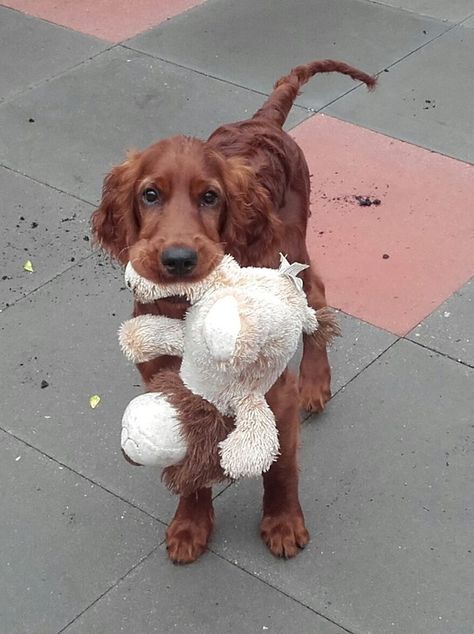 Irish Setter Puppy, Irish Red Setter, Socializing Dogs, Irish Setter Dogs, Irish Setters, Dog Information, Irish Setter, Beautiful Dogs, Animals Friends