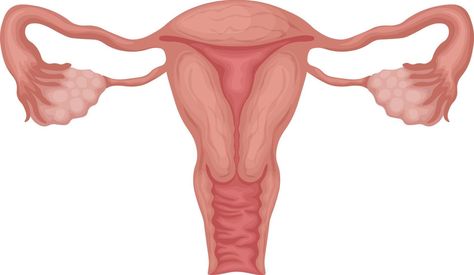 Uterus. female genitalia. Anatomical representation of a woman s reproductive system. Human internal organs. Vector illustration isolated on a white background Female Reproductive System Drawing, Women Reproductive System, Uterus Illustration, Human Reproductive System, Uterus Anatomy, Feather Project, Female Reproductive System Anatomy, Human Internal Organs, Uterus Art