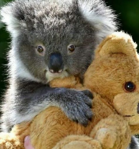 Sweet little baby koala hugging a teddy bear #Adorable #LoveKoalas Koala Marsupial, Cute Koala Bear, Koala Bears, Australia Animals, Baby Koala, Koala Baby, Australian Animals, Cute Animal Pictures, Sweet Animals