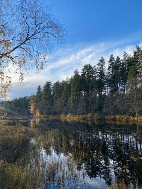 Explore Norway outdoor nature lake view forest walks travel experience scandinavia Norway Forest, Incredible Nature, Norway Nature, Pretty Nature, Norwegian Forest, Somebody To Love, Pretty Places, Beautiful Life, Scandinavia