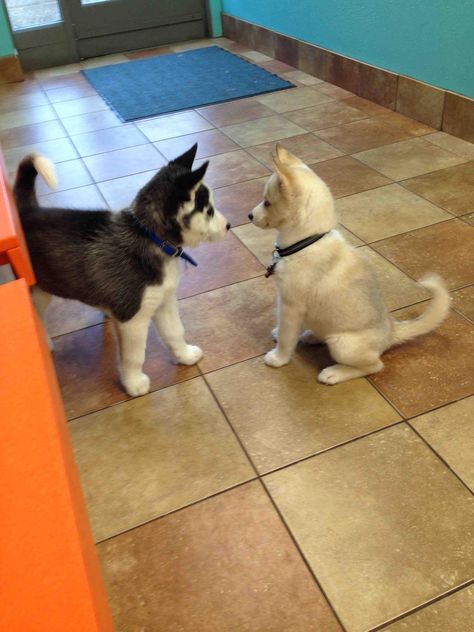 huskies meet for first time at vet. boy husky (left): "wow you're pretty" girl husky (right): "okay...um thanks" Caine Husky, Psy I Szczenięta, Cute Husky, Husky Mix, Husky Puppy, Monday Morning, Peter Parker, Siberian Husky, Training Tips