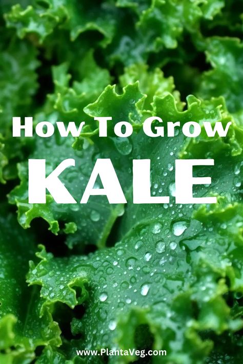 Discover the secrets of growing kale. Learn how to grow kale successfully, from seed selection to harvesting. Get started now! How To Grow Kale, Grow Kale, Red Russian Kale, Kale Plant, Growing Kale, Cabbage Worms, Seed Starting Mix, Kale Leaves, Succession Planting