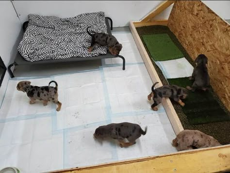 Puppy Litter Area Indoor Ideas, Puppy Containment Ideas, Litter Box Training Puppies, Litter Training Puppies, Puppy Gruel Recipe, Puppy Box Ideas, Puppy Nursery For Dogs, Welping Room Ideas, Puppy Breeder Setup