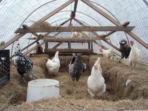 Caring For Chickens, Chickens In The Winter, Chicken Pen, Chicken Coup, Chicken Coop Run, Keeping Chickens, Building A Chicken Coop, Chicken Coop Plans, Backyard Chicken Coops