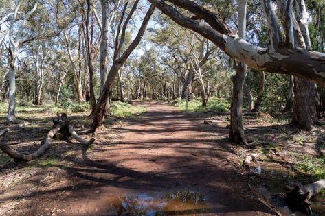 Wilpena Pound, Travel South, South Australia, A Walk, Need To Know, National Parks, Country Roads, Walking, Australia