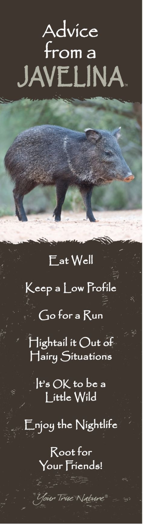 Advice from a Javelina, "Hightail it out of hairy situations." Advice From, Wild Theme, Totem Animals, Witchy Tips, Celebrate Life, Acrylic Nails Coffin Short, Witchy Woman, Animal Totems, Green Witch