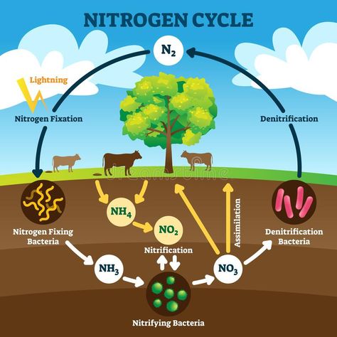 Cycle Drawing, Nutrient Cycle, Nitrogen Fixation, Nitrogen Cycle, Cycling For Beginners, Carbon Cycle, Science Notes, Water Cycle, Symbiotic Relationships