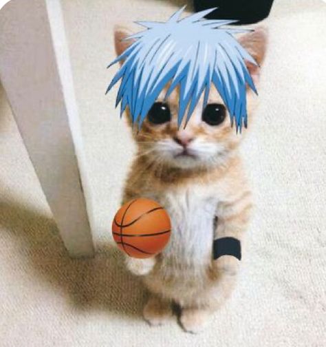 Anime Computer Wallpaper, Darwin's Game, Kuroko No Basket Characters, Collage Des Photos, Basketball Anime, Kuroko Tetsuya, Kuroko's Basketball, Kpop Drawings, Funny Dog Pictures