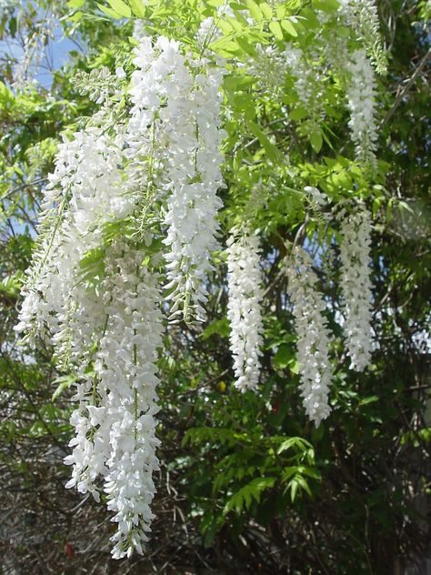 White Wisteria Chandelier by Gary Kelly Wisteria Chandelier, Wisteria White, Wedding Landscape, Wisteria Vines, Japanese Vases, Inner Garden, Wisteria Garden, Clay Garden, Allium Flowers