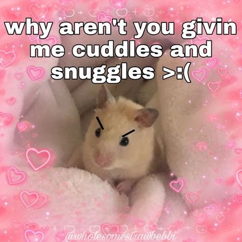 Cuddle Memes Couples Funny, Wholesome Memes Dirty, Cuddling Meme, Wholesome Relationship, Wholesome Animals, Funny Wholesome, Chat Memes, Bf Memes, Funny Cute Memes