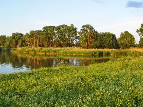 Shore of the lake at the evening | View of the shore of a sm… | Flickr Changing Aesthetic, Evening View, Lake Shore, Small Lake, Aesthetic Stuff, Summer Inspiration, Nature Themed, Nature Aesthetic, Landscape Photos