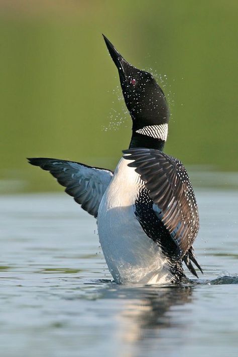 Minnesota Birds, Common Loon, On Golden Pond, Puffins Bird, Bodies Of Water, Northern Minnesota, Water Surface, Tyler Tx, Shorebirds