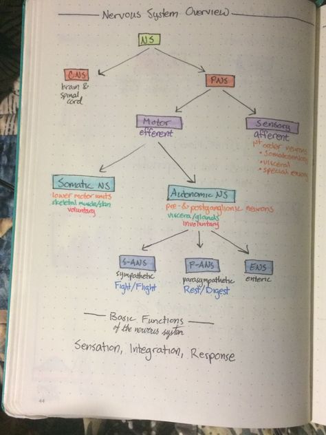 Notes On Nervous System, Endocrine System Drawing, Endocrine System Art, Endocrine System Diagram, Endocrine System Study, Endocrine System Notes, Bio Psychology, Nervous System Notes, Nervous System Diagram