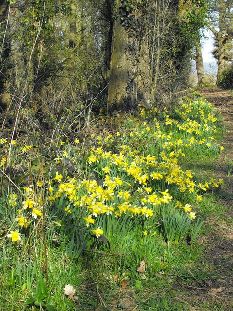 Wild Daffodils, Pictures Of Spring Flowers, Pictures Of Spring, Wild Gardens, Magical Cottage, Gloucestershire England, Nottingham England, Spring Embroidery, Spring Scenery